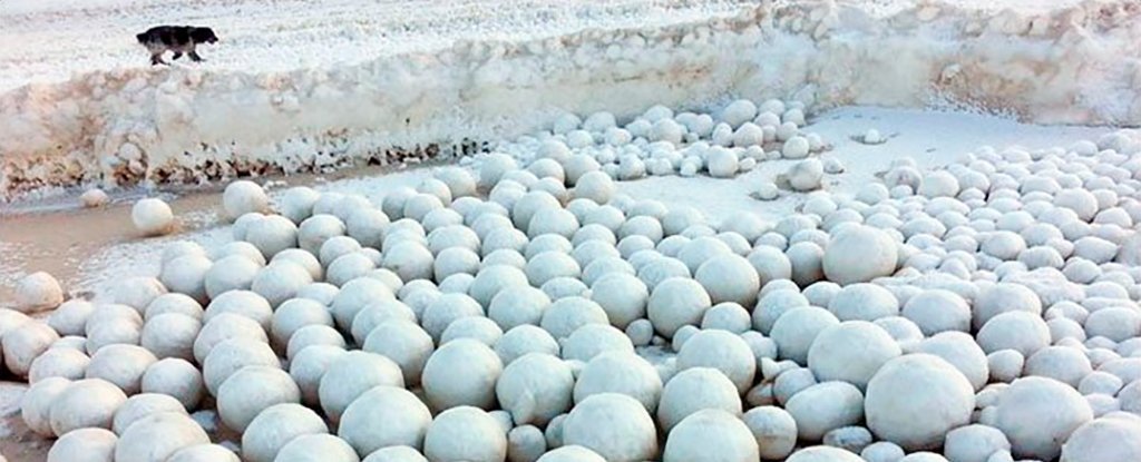 Siberian Snowballs