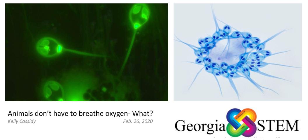 Animals don't have to breathe oxygen- What? | #GeorgiaSTEM